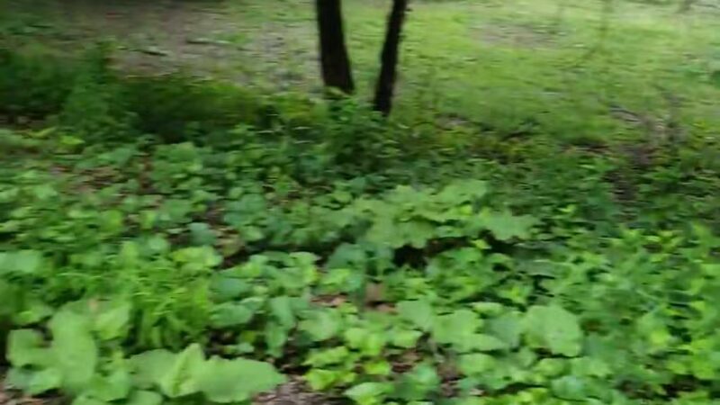 Ewen Park - Bronx, NY