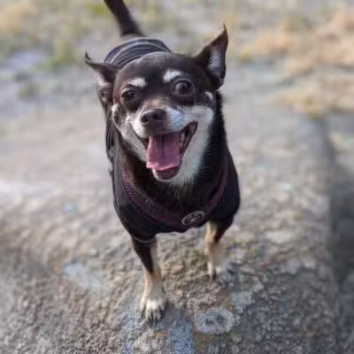 Pelham Bay Dog Run - Bronx, NY