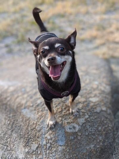 Pelham Bay Dog Run - Bronx, NY