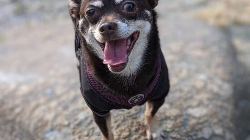 Pelham Bay Dog Run - Bronx, NY