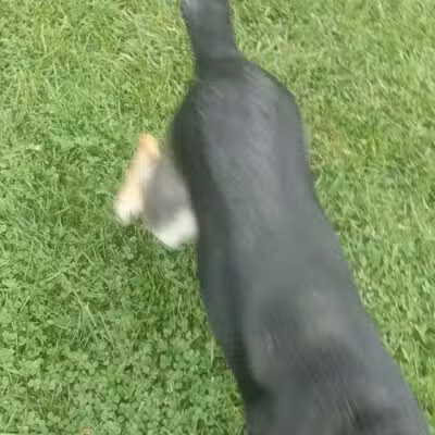 Bronxville Dog Park - Bronxville, NY