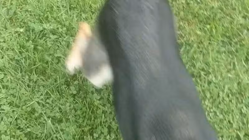 Bronxville Dog Park - Bronxville, NY