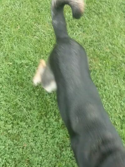 Bronxville Dog Park - Bronxville, NY