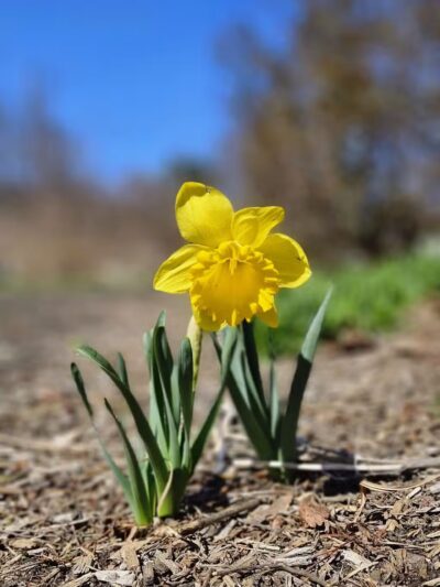 Bronxville Dog Park - Bronxville, NY