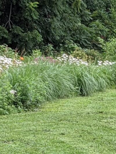 Bronxville Dog Park - Bronxville, NY