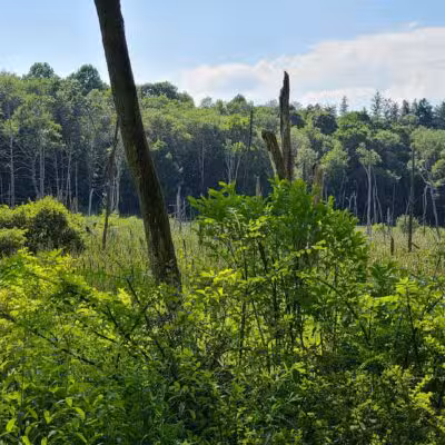 Williams Park - Brookfield, CT