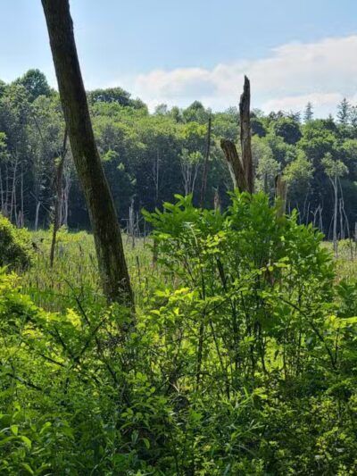 Williams Park - Brookfield, CT