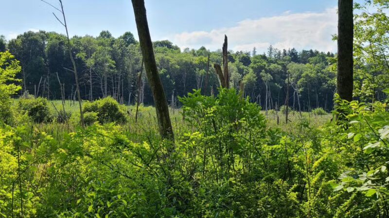 Williams Park - Brookfield, CT