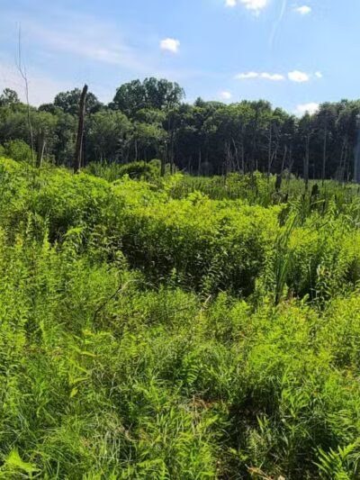 Williams Park - Brookfield, CT