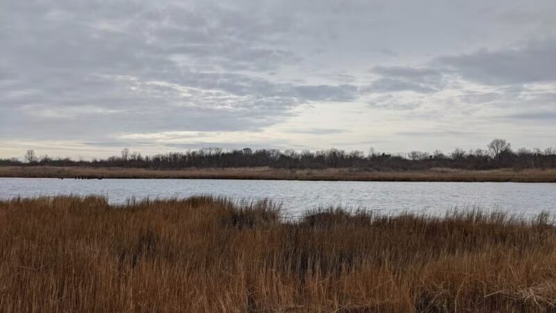 Marine Park Salt Marsh Nature Trail - Brooklyn, NY