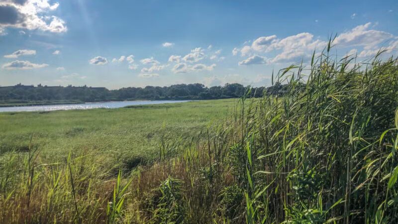 Marine Park Salt Marsh Nature Trail - Brooklyn, NY
