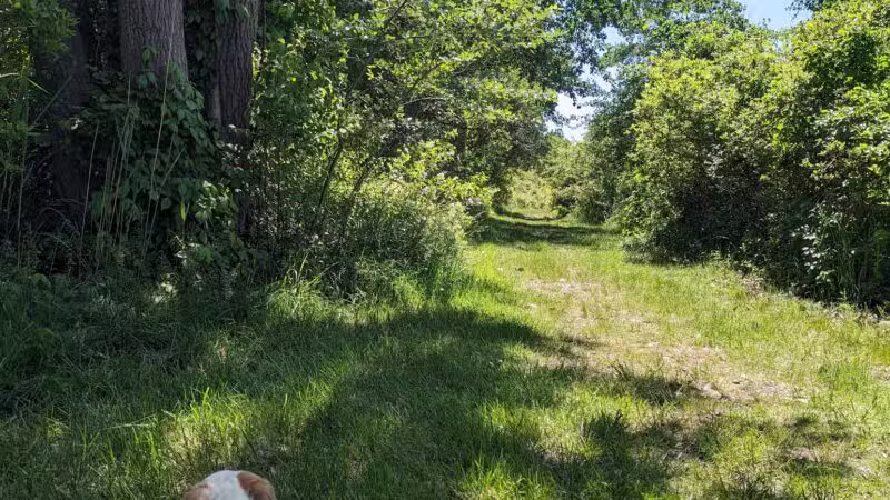 North Forty Natural Area - Brooklyn, NY