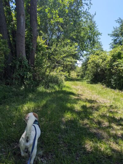 North Forty Natural Area - Brooklyn, NY