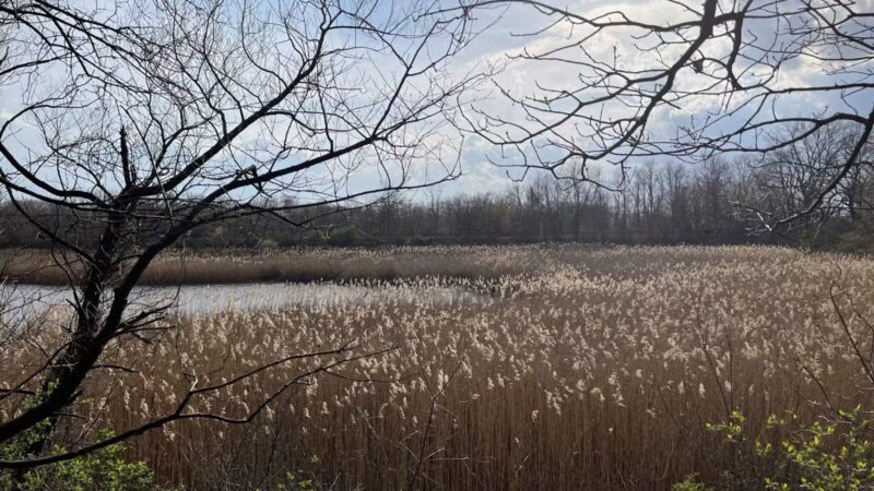 Ridgewood Reservoir - Brooklyn, NY