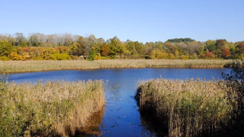 Ridgewood Reservoir - Brooklyn, NY