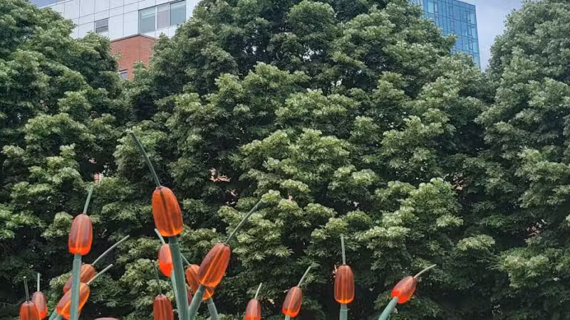 South Oxford Park - Brooklyn, NY