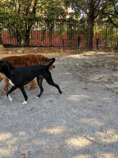 DiMattina Playground - Brooklyn, NY