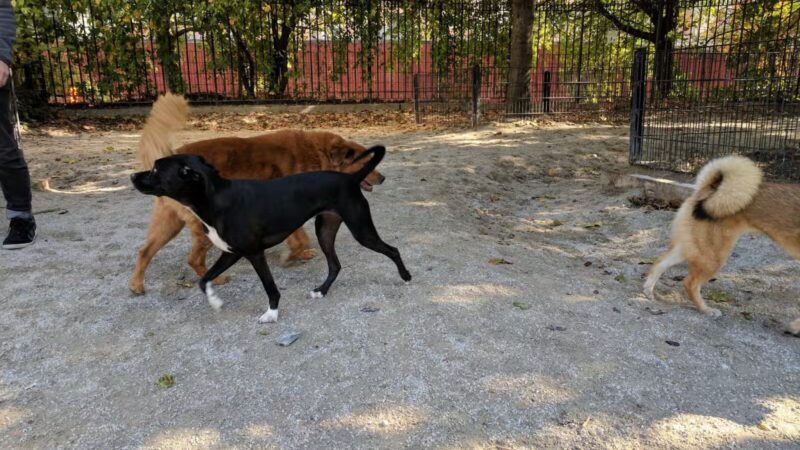 DiMattina Playground - Brooklyn, NY