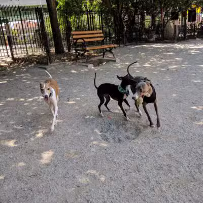 DiMattina Playground - Brooklyn, NY