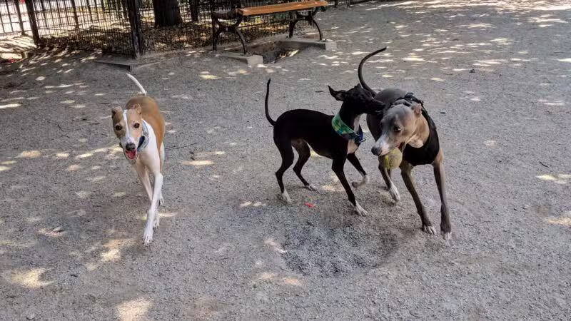 DiMattina Playground - Brooklyn, NY