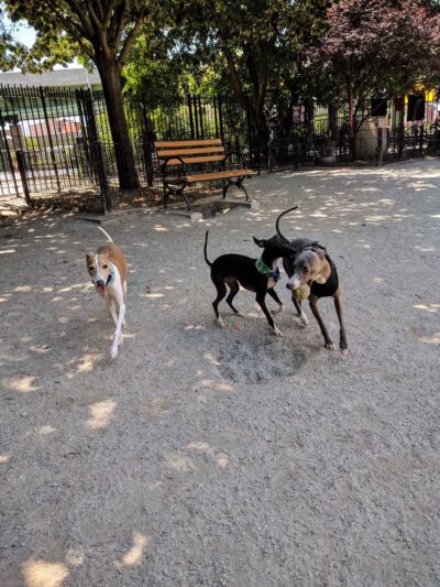 DiMattina Playground - Brooklyn, NY