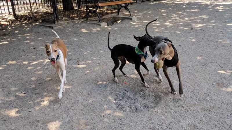 DiMattina Playground - Brooklyn, NY