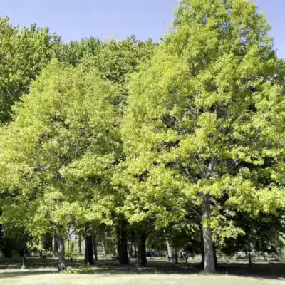 Owl's Head Park - Brooklyn, NY