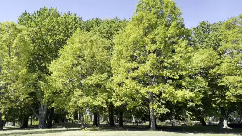 Owl's Head Park - Brooklyn, NY