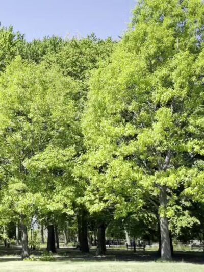 Owl's Head Park - Brooklyn, NY