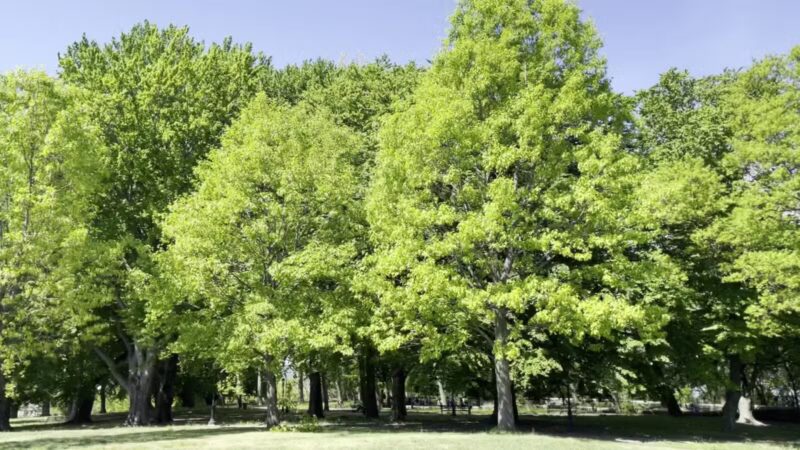 Owl's Head Park - Brooklyn, NY