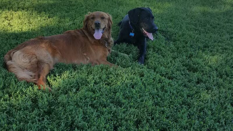 Brookdale Park & Dog Park - Brooklyn Park, MN
