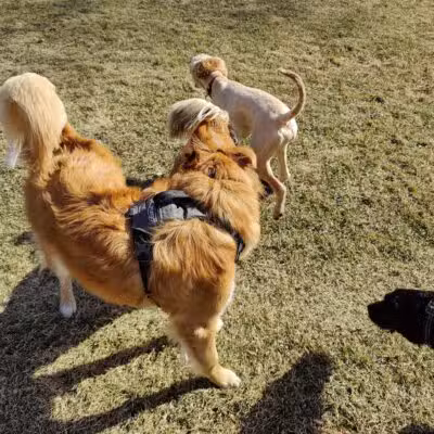 Brookdale Park & Dog Park - Brooklyn Park, MN