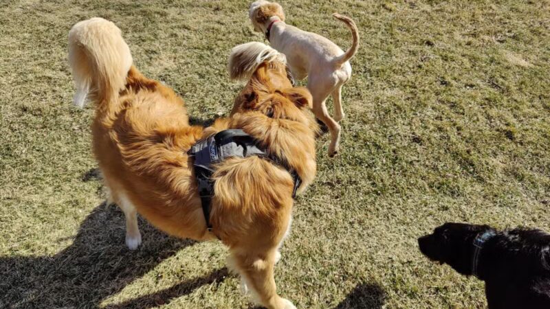 Brookdale Park & Dog Park - Brooklyn Park, MN