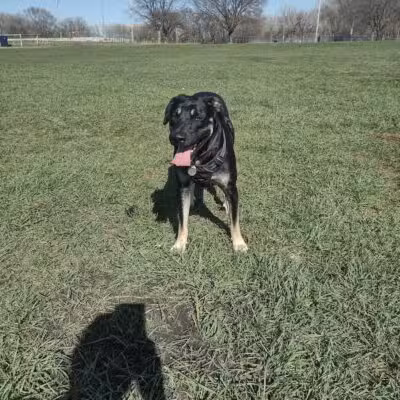 Brookdale Park & Dog Park - Brooklyn Park, MN