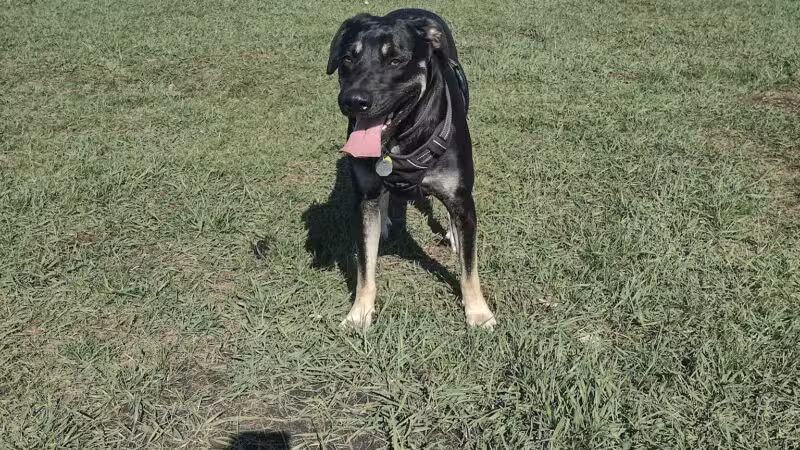 Brookdale Park & Dog Park - Brooklyn Park, MN