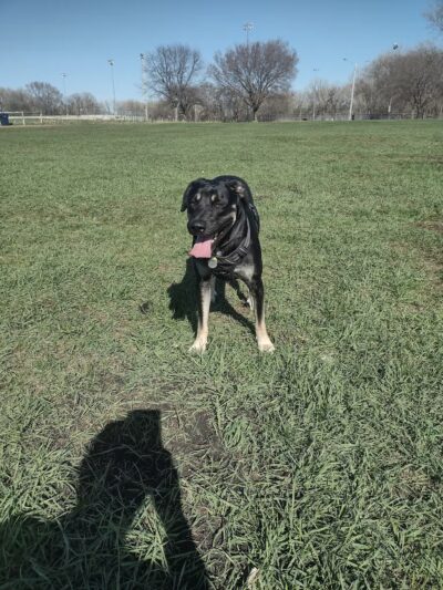 Brookdale Park & Dog Park - Brooklyn Park, MN
