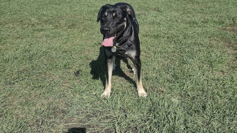 Brookdale Park & Dog Park - Brooklyn Park, MN