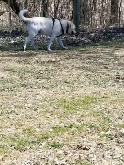 Brookdale Park & Dog Park - Brooklyn Park, MN