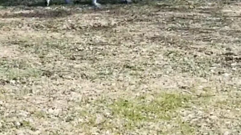 Brookdale Park & Dog Park - Brooklyn Park, MN