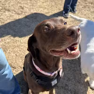 Burleson Bark Park - Burleson, TX
