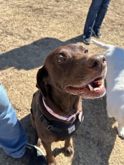 Burleson Bark Park - Burleson, TX