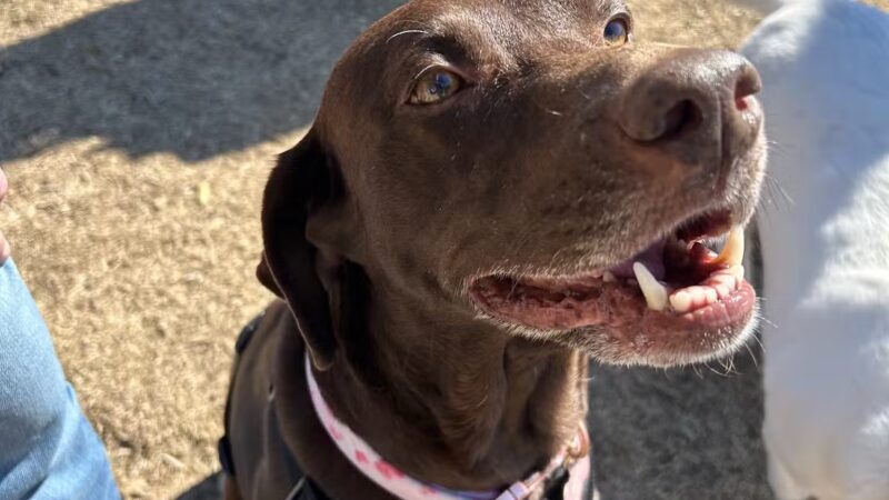 Burleson Bark Park - Burleson, TX