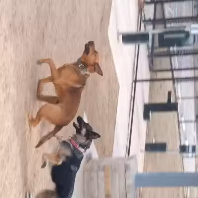 Burleson Bark Park - Burleson, TX