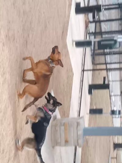 Burleson Bark Park - Burleson, TX