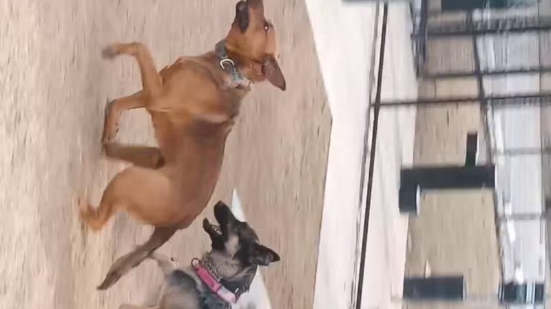 Burleson Bark Park - Burleson, TX