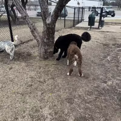 Burleson Bark Park - Burleson, TX