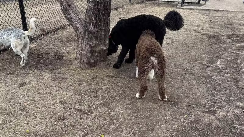 Burleson Bark Park - Burleson, TX