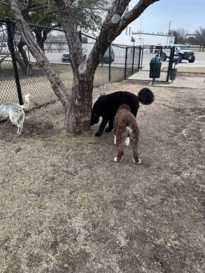 Burleson Bark Park - Burleson, TX