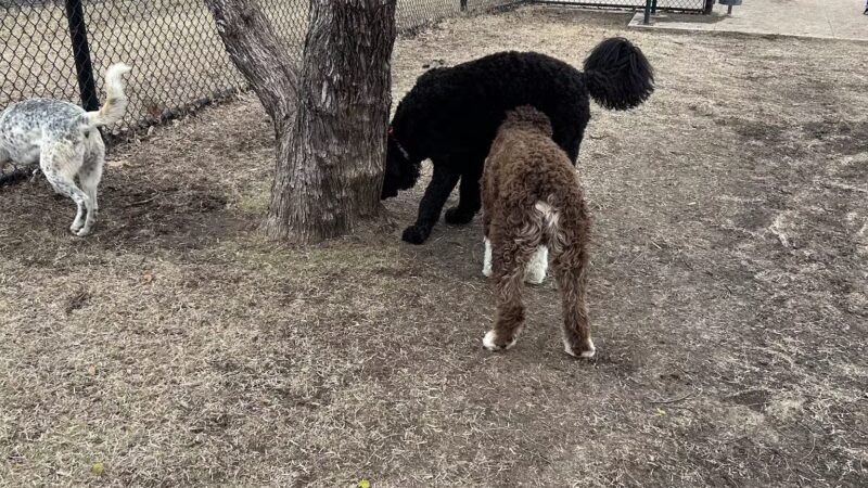 Burleson Bark Park - Burleson, TX