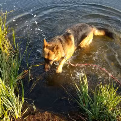 Skyline Dog Park/ Kids Fishing Pond - Butte, MT